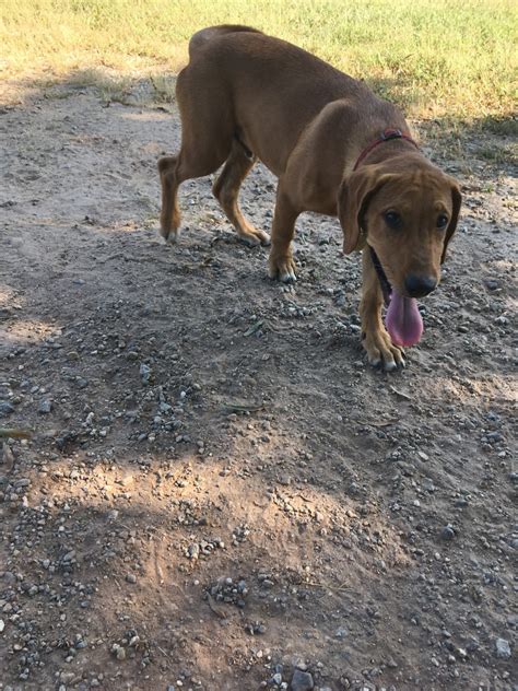 Redbone Coonhound Puppies For Sale Madison Nc 324088