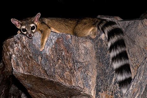 north american ringtail wiktionary   dictionary