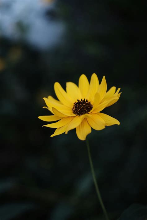 White Lotus Flower · Free Stock Photo