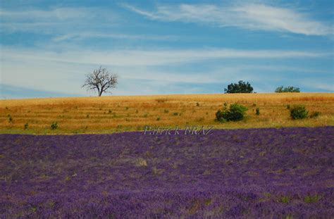 L arbre le blé et la lavande Redortiers Dsc 1727 Patrick BRAZ