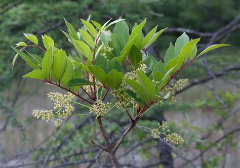 Poison Sumac Tree Leaves