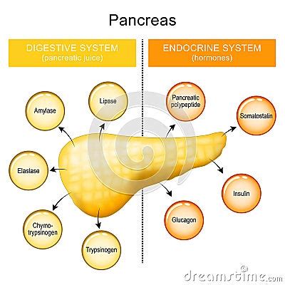 Pancreas Function. Pancreatic Juice And Hormones Of A Human Pancreas ...