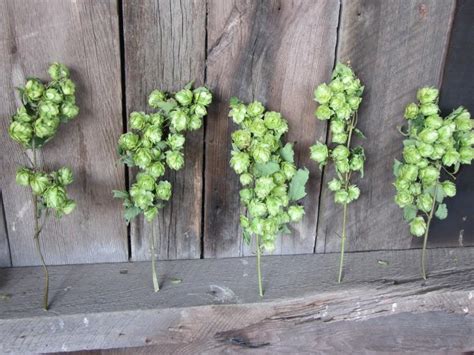 3 Dried Hops Flowers Stems, Hops Flowers With Stems, Dried Hops Bouquet ...