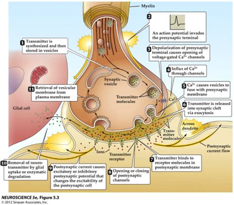 Synaptic Transmission Flashcards Quizlet