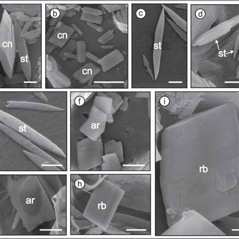 SEM images of the tetragonal crystal system found in Baccharis ...