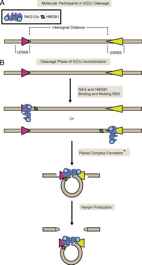 Single Molecule Analysis Of Rag Mediated V D J Dna Cleavage Pnas