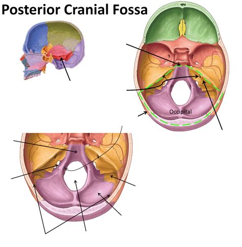 Posterior Cranial Fossa Diagram | Quizlet