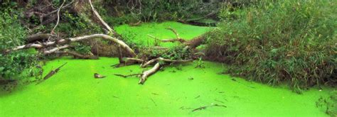 4 Different Types Of Pond Algae (With Pictures) | Aqua Movement