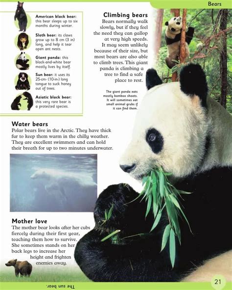 PawPedia On Instagram Bears Bear Beard Gay Bearsofinstagram Nfl Instabear Instagay