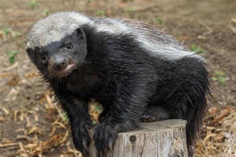 Honey Badger (Ratel) | San Diego Zoo Animals & Plants