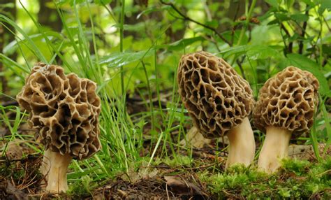 Its Morel Mushroom Hunting Time 1051 The Bull