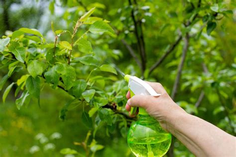 Cómo Hacer Un Insecticida Casero Para Matar Al 99 De Las Plagas De Tus Plantas