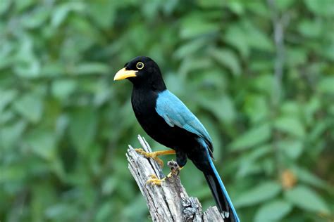 Yucatan Jay Cyanocorax Yucatanicus Yucatan Jay Cyanocor Flickr