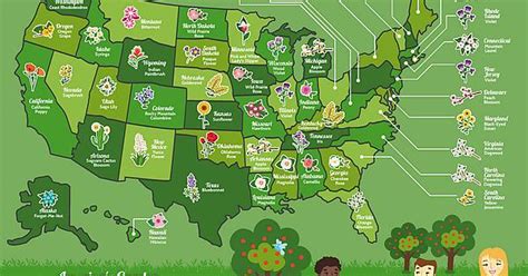 The 50 State Flowers Imgur