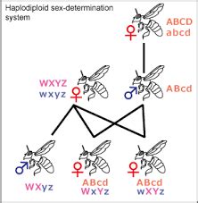 Sex Determination In Honey Bee Important Note For Class
