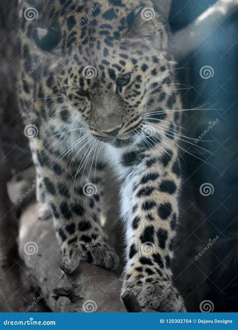 Cute Amur Leopard Stalking Its Prey in the Zoo Stock Photo - Image of jaguar, animal: 120302704