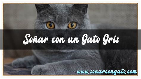 Soñar con un Gato Gris SIGNIFICADO COMPLETO