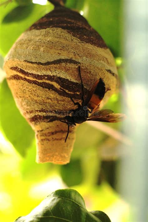 Black and Yellow Hornet Nest on a Stem Stock Image - Image of nest ...