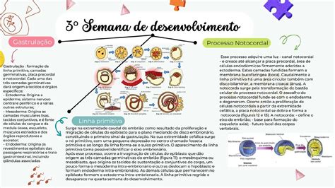 Mapas Mentais Processos Biol Gicos