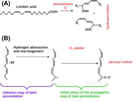 Examples Of Lipid Peroxidation Process A For Linoleic Fatty Acid