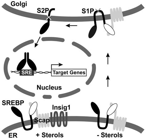 Diagram Of SREBP Maturation See Text For Details SREBP Sterol