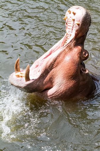 An Dangerous Hippopotamus Stock Photo - Download Image Now - Africa ...