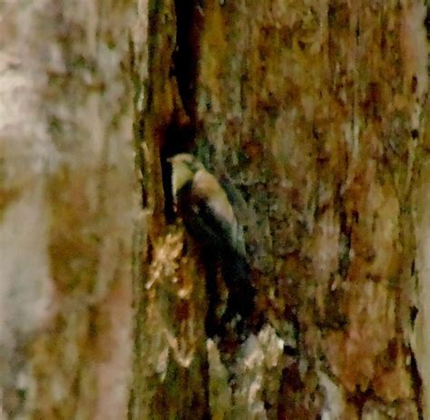 Treecreeper? | BIRDS in BACKYARDS