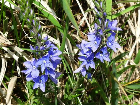 Przetacznik Z Bkowany Veronica Austriaca Syn Veronica Austriaca