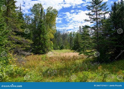 nature   finest stock image image  forest woodland