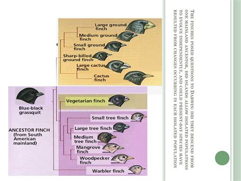 Ppt Charles Darwin Theory Of Evolution As A Mechanistic Process