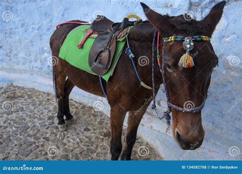 Santorini Donkey Symbol Of The Island Santorini Thira Greece