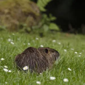 Coypu - Facts, Diet, Habitat & Pictures on Animalia.bio