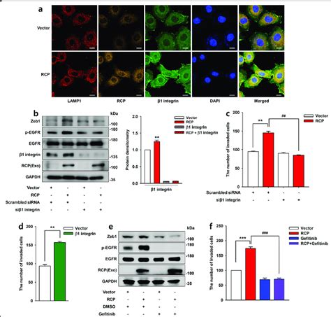 Rcp Induces Zeb Expression Through The Integrin Egfr Signaling