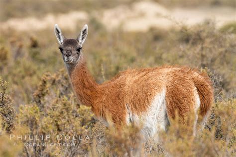 Guanaco Lama Guanicoe Patagonia Argentina Puerto Piramides Chubut