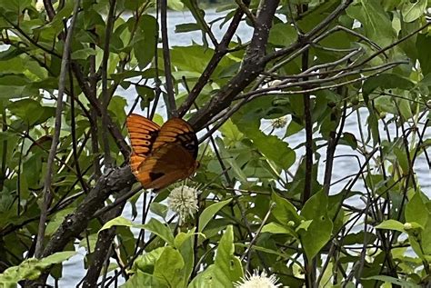 Diana Fritillary From Ouachita National Forest Jessieville AR US On