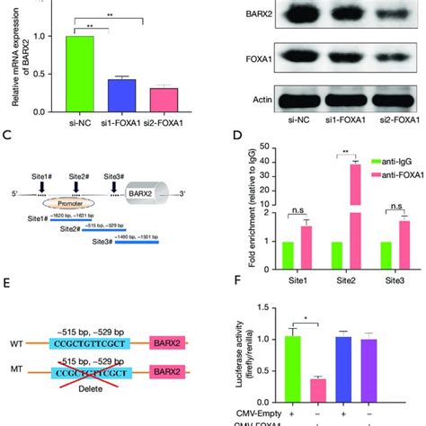 BARX2 Is Directly Regulated By The Transcription Factor FOXA1 A B