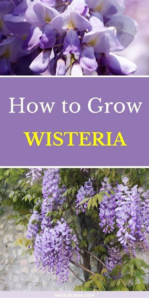 Wisteria How To Grow This Deliciously Fragrant And Gorgeous Flowering Vine Artofit