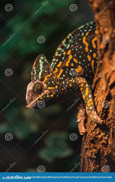 A Veiled Chameleon Lizard Stock Image Image Of Baby 39243041