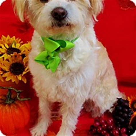 Irvine, CA - Wheaten Terrier/Border Terrier Mix. Meet Luna a Dog for Adoption.