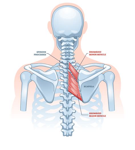 The Lat Pulldown: Benefits, Muscles Worked, Etc. - Inspire US