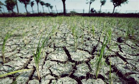 Brin Ingatkan Krisis Pangan Degradasi Lahan Dan Ancaman Petani