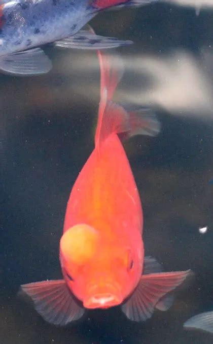 Goldfish With Bump On Head Possible Causes Dangers Treatments The