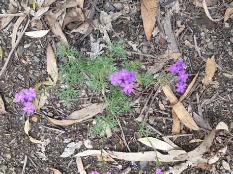 South American Mock Vervain From Monto Au Ql Au On January At