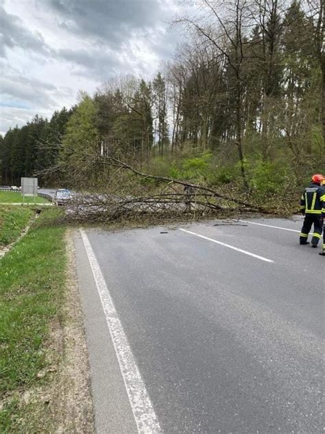 Umgestürzter Baum auf B1 am Koberg Freiwillige Feuerwehr Timelkam