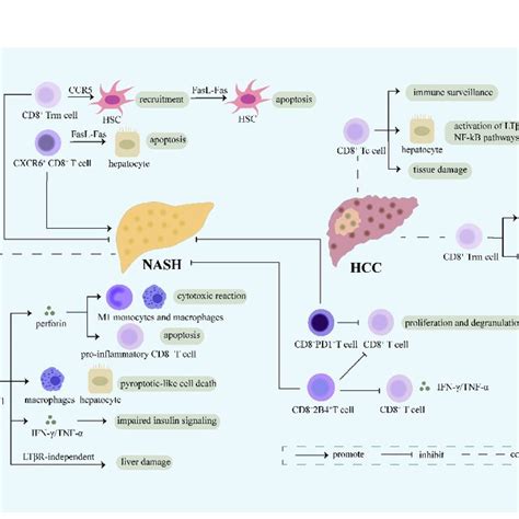 Role Of Cd8 T Cell Cd8 T Cells Expressing Various Receptors On The