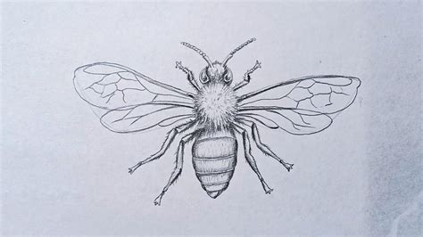 How To Draw A Honey Bee Drawing For Beginners Step By Step