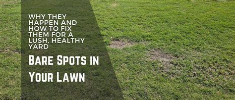 Bare Spots In Your Lawn Why They Happen And How To Fix Them