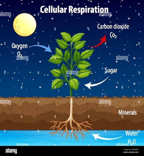 Diagram Showing Process Of Cellular Respiration Illustration Stock