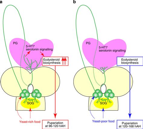 A Model Of Serotonergic Se0pg Neuron Signalling In Response To Download Scientific Diagram