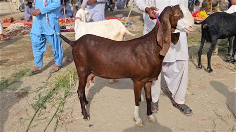 number one Bakre mundre chhatre Ki Mandi اتنی سستی منڈی Bakra Mandi